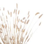 ΔΙΑΚΟΣΜΗΤΙΚΟ ΜΠΟΥΚΕΤΟ ΑΠΟΞΗΡΑΜΕΝΟ HM7959 RABBIT TAIL- CREAM 50gr 76Υεκ. - Image 3
